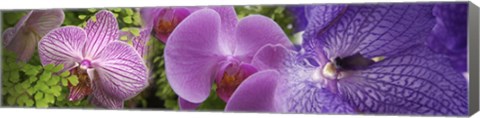 Framed Details of violet orchid flowers Print