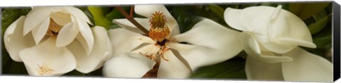 Framed Close-up of white magnolia flowers Print