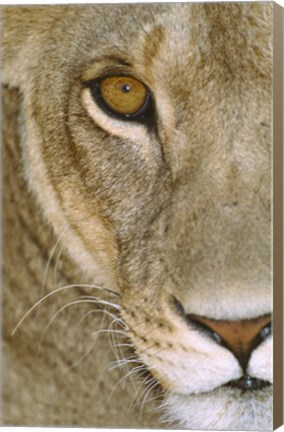 Framed Lioness Close-Up Tanzania Africa Print
