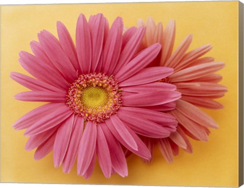 Framed Close up of two pink zinnias on yellow gold background Print