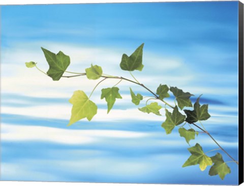 Framed Green vine floating in blue water Print