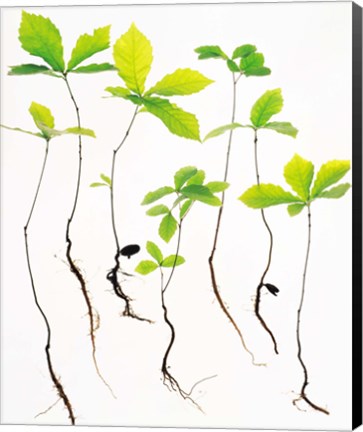 Framed Saplings with Root on White Background Print