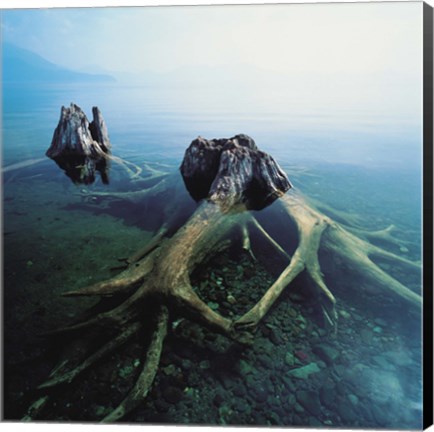 Framed Old Tree Trunks Underwater Print