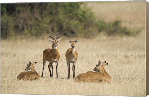 Framed Ugandan kobs (Kobus kob thomasi) mating behavior sequence, Queen Elizabeth National Park, Uganda Print