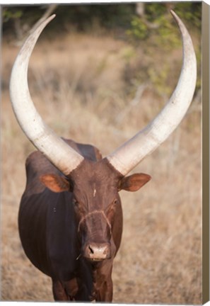 Framed Ankole-Watusi cattle standing in a field, Queen Elizabeth National Park, Uganda Print