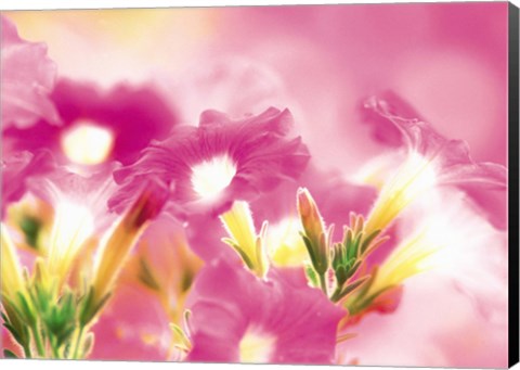 Framed Pink flowers Print