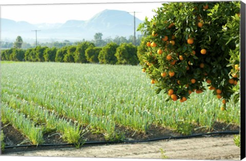Framed Oranges on a tree with onions crop in the background, California, USA Print