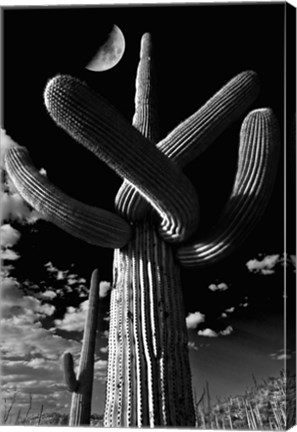 Framed Saguaro cactus, Tucson, Arizona (B&amp;W, vertical) Print