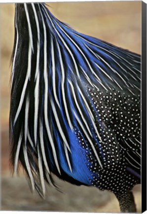 Framed Detail of Vulturine Guineafowl Breast Feathers, Samburu National Reserve, Kenya Print