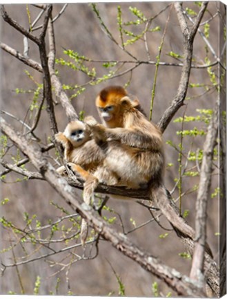 Framed Female Golden Monkey on a tree, Qinling Mountains, China Print
