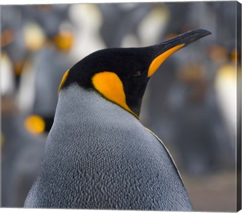 Framed King Penguin, Salisbury Plain, South Georgia, Antarctica Print