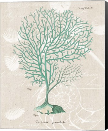 Framed Gorgonia Granulata on Linen Sea Foam Print