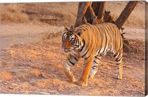Framed Royal Bengal Tiger, India Print