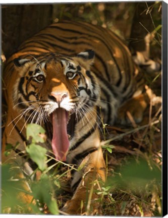 Framed Bengal Tiger, Madhya Pradesh, Bandhavgarh, India Print