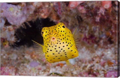Framed Box fish swims amid coral Print