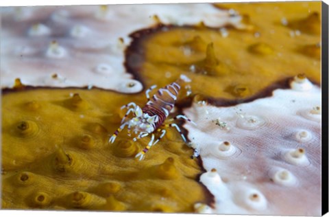 Framed Bumble-bee shrimp marine life Print