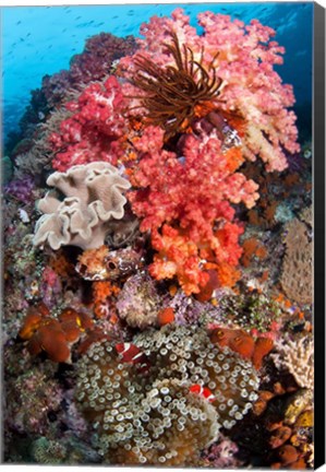 Framed Coral, Raja Ampat, Papua, Indonesia Print