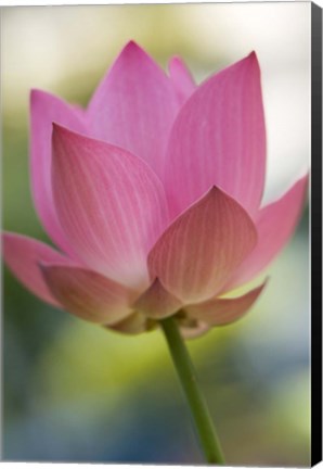Framed Bloom of Lotus Flower, Bangkok, Thailand Print