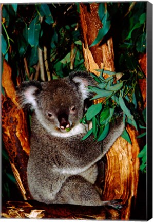 Framed Koala on Eucalyptus, Featherdale Wildlife Park, Sydney, Australia Print