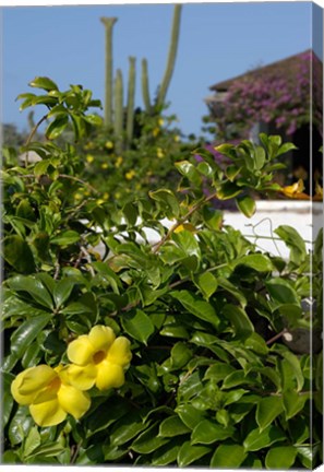 Framed Yellow Flowers, Cacti and Home, Aruba, Caribbean Print