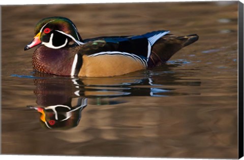 Framed Close up of Wood duck, British Columbia, Canada Print
