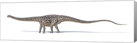 Framed Diplodocus Dinosaur on White Background Print