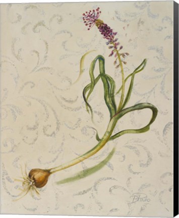 Framed Botanica IV Print