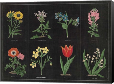 Framed Botanical on Black Chart I Print