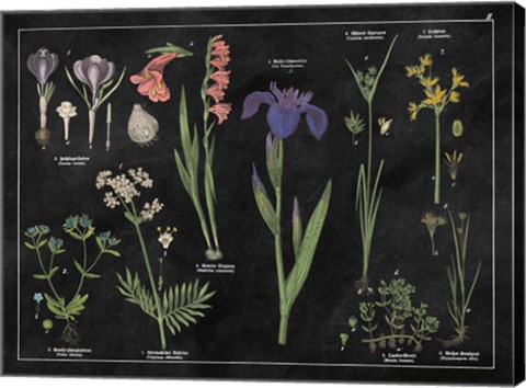 Framed Botanical Floral Chart II Black and White Print