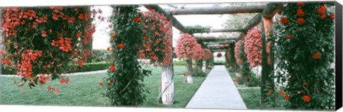 Framed Geranium and Rose Vines Along a Walkway, California Print