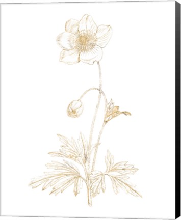 Framed Gilded Botanical II Print