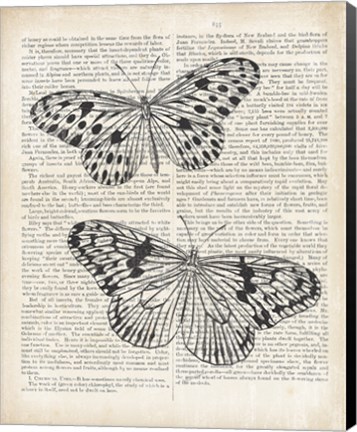 Framed Vintage Butterflies on Newsprint Print