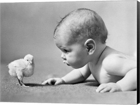 Framed 1930s Human Baby Face To Face With Baby Chick Print