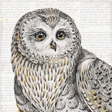 Framed Beautiful Owls II Print