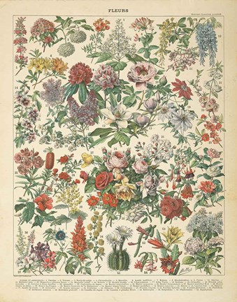 Framed French Flower Chart Print