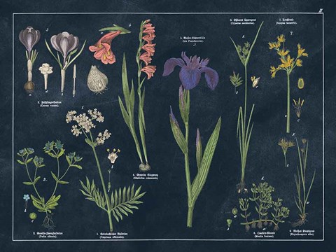 Framed Botanical Floral Chart II Dark Blue Print