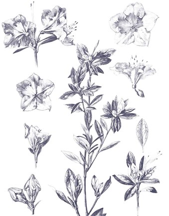 Framed Lithograph Florals I Blue Print