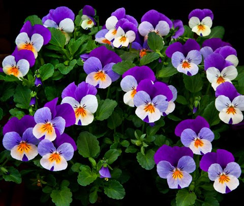 Framed Oregon, Coos Bay Purple Violas Print