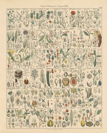 Framed Flora Chart II Print
