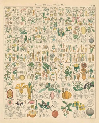 Framed Flora Chart I Print