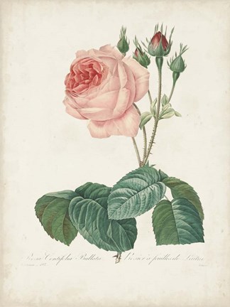 Framed Vintage Redoute Roses I Print