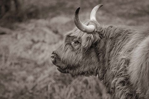 Framed Highland Cow on Watch Print