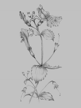 Framed Grey Flower Sketch I Print