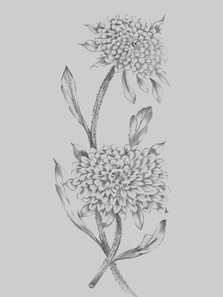 Framed Grey Flower Sketch Illustration II Print