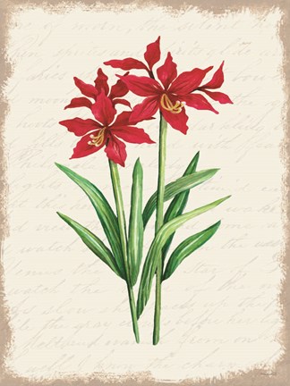 Framed Red Amaryllis Botanical I Print