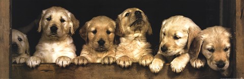 Framed Golden Retriever Puppies Print