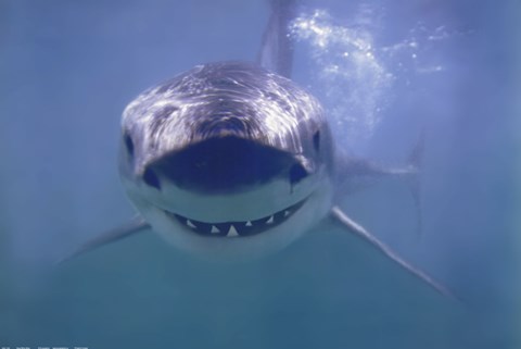 Framed Great White Shark Smiling Print