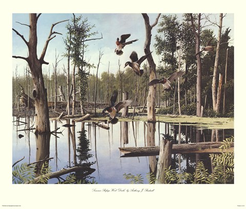 Framed Summer Refuge, Wood Ducks Print