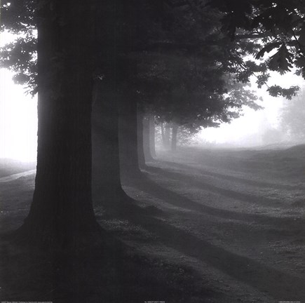 Framed Misty Trees Print