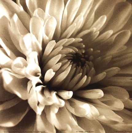 Framed Sepia Bloom I Print